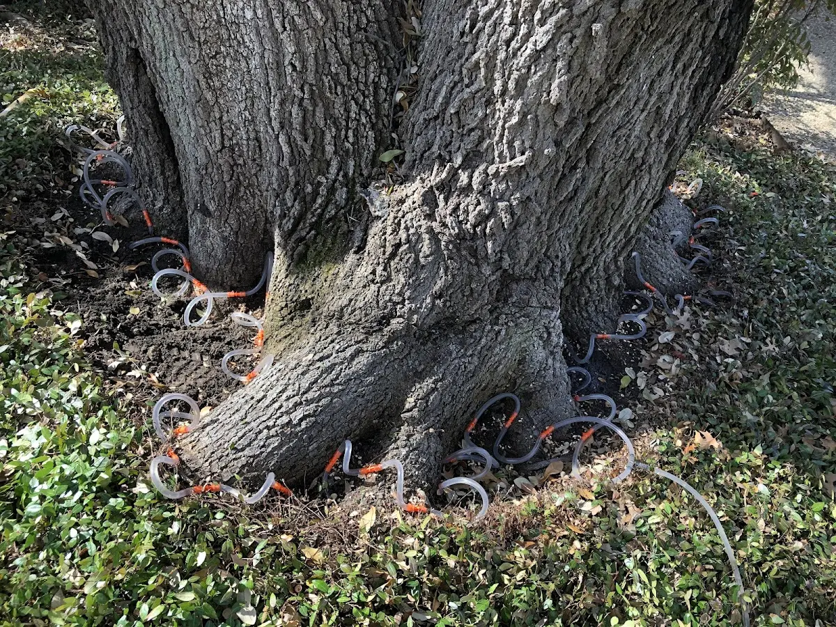 Detailed Tree Cabling and Bracing job site in Liberty Hill