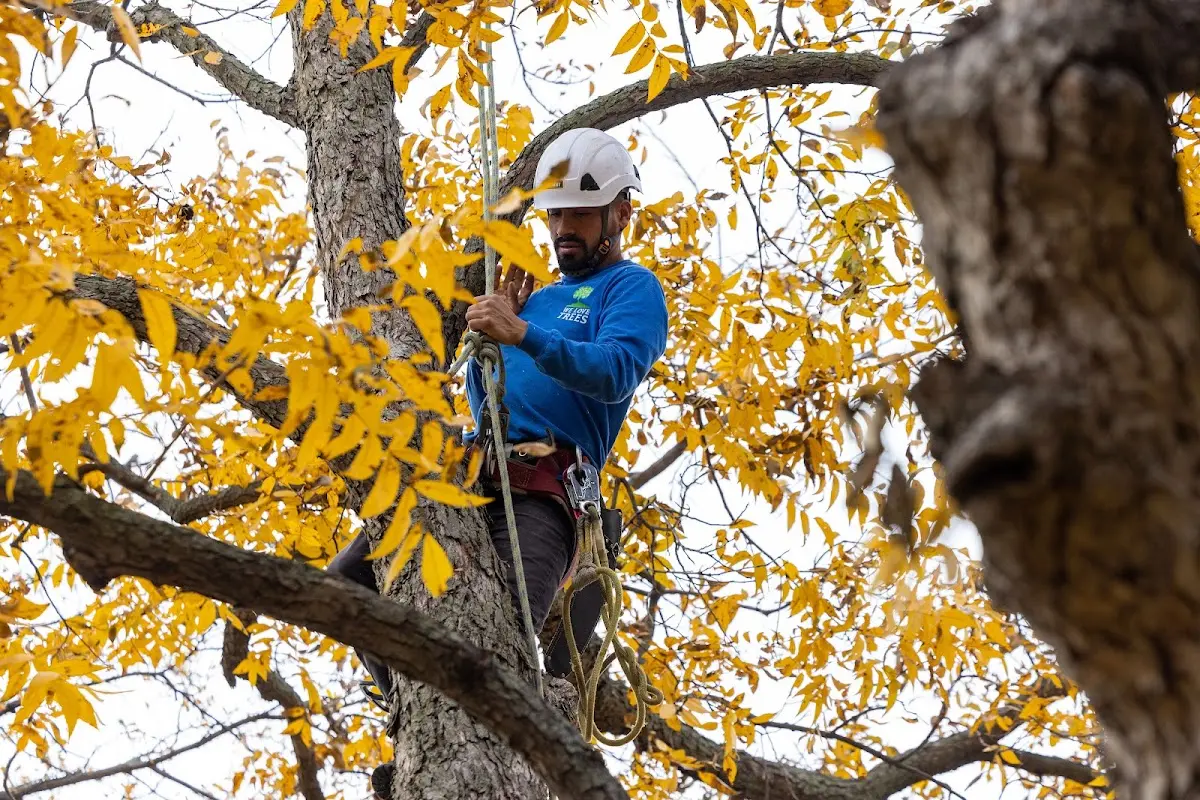 Skilled Tree Pruning crew working in Liberty Hill